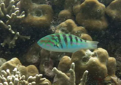 Sixbar wrasse (Thalassoma hardwicke)