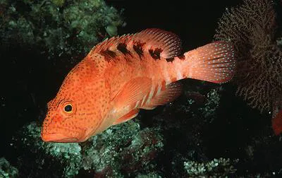 Sixblotch hind (Cephalopholis sexmaculata)