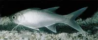 Sixfinger threadfin (Polydactylus sexfilis)