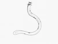 Sixgill hagfish (Eptatretus hexatrema)