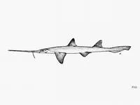 Sixgill sawshark (Pliotrema warreni)