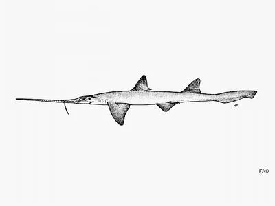 Sixgill sawshark (Pliotrema warreni)
