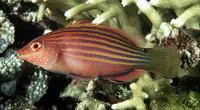 Sixline wrasse (Pseudocheilinus hexataenia)