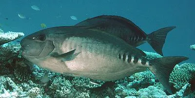 Sixplate sawtail (Prionurus microlepidotus)