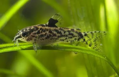 Sixray corydoras (Aspidoras pauciradiatus)