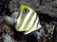 Sixspine butterflyfish (Parachaetodon ocellatus)