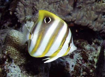 Sixspine butterflyfish (Parachaetodon ocellatus)