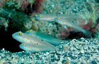 Sixspot goby (Valenciennea sexguttata)