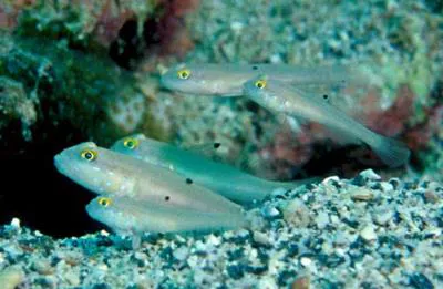 Sixspot goby (Valenciennea sexguttata)