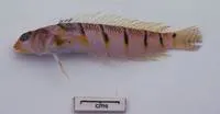 Sixstrap grubfish (Parapercis sexlorata)