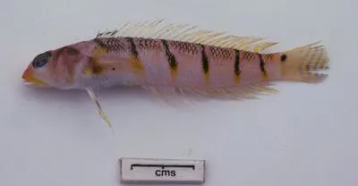 Sixstrap grubfish (Parapercis sexlorata)