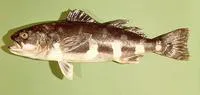 Skilfish (Erilepis zonifer)