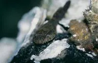 Skilletfish (Gobiesox strumosus)