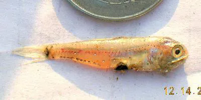 Skinnycheek lanternfish (Benthosema pterotum)