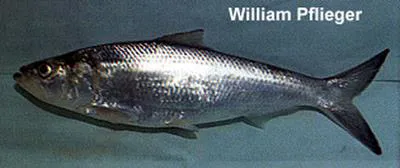 Skipjack shad (Alosa chrysochloris)