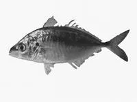 Skipjack trevally (Pseudocaranx wrighti)