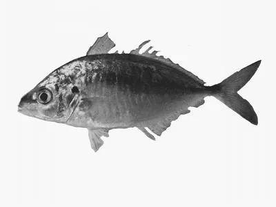 Skipjack trevally (Pseudocaranx wrighti)