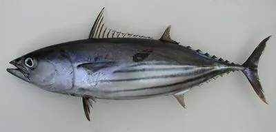 Skipjack tuna (Katsuwonus pelamis)