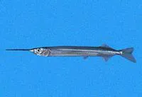Skipper halfbeak (Hyporhamphus snyderi)