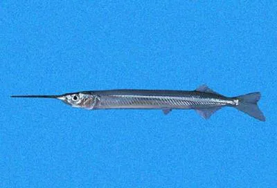 Skipper halfbeak (Hyporhamphus snyderi)