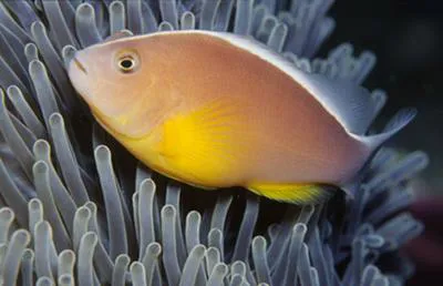 Skunk clownfish (Amphiprion akallopisos)