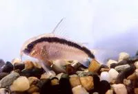 Skunk corydoras (Corydoras arcuatus)