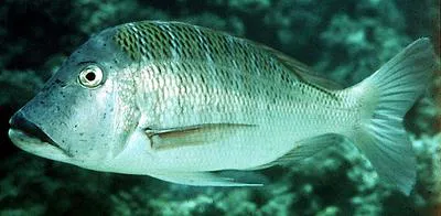 Sky emperor (Lethrinus mahsena)