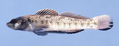 Slabrock darter (Etheostoma smithi)