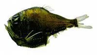 Sladen's hatchet fish (Argyropelecus sladeni)