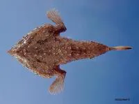 Slantbrow batfish (Ogcocephalus declivirostris)