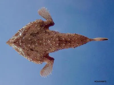 Slantbrow batfish (Ogcocephalus declivirostris)