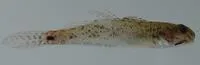 Slashcheek goby (Ctenogobius pseudofasciatus)