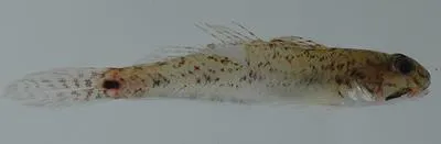 Slashcheek goby (Ctenogobius pseudofasciatus)