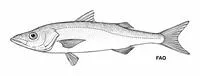 Sleek lates (Lates stappersii)