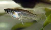 Sleek mosquitofish (Gambusia luma)