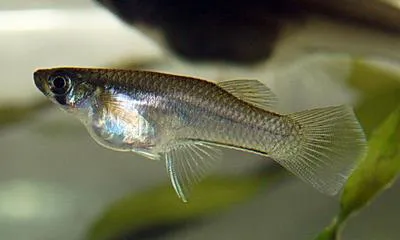 Sleek mosquitofish (Gambusia luma)