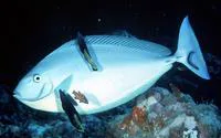 Sleek unicornfish (Naso hexacanthus)
