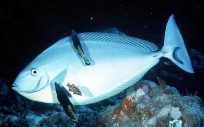 Sleek unicornfish (Naso hexacanthus)