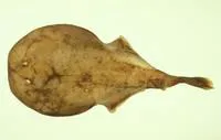 Sleeper torpedo (Crassinarke dormitor)