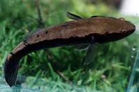 Sleepy cod (Oxyeleotris lineolata)