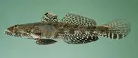Sleepy goby (Psammogobius biocellatus)
