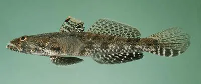 Sleepy goby (Psammogobius biocellatus)