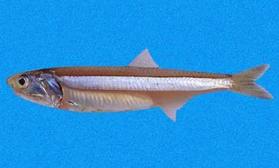 Slender anchovy (Anchoa ischana)