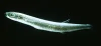 Slender argentine (Microstoma microstoma)