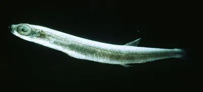 Slender argentine (Microstoma microstoma)