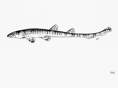 Slender bambooshark (Chiloscyllium indicum)