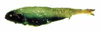 Slender blacksmelt (Bathylagus pacificus)