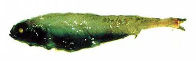 Slender blacksmelt (Bathylagus pacificus)