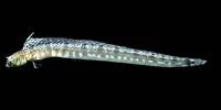 Slender blenny (Tanyemblemaria alleni)