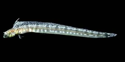 Slender blenny (Tanyemblemaria alleni)